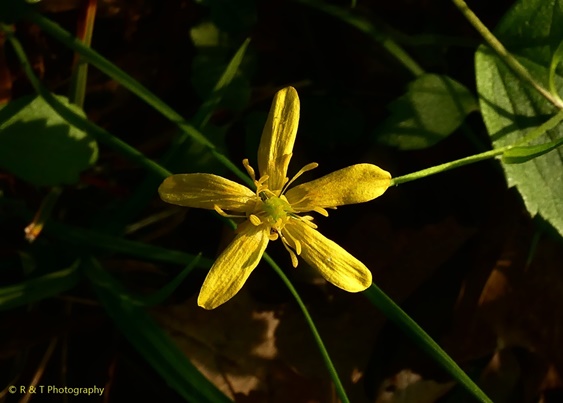 {Ranunculus septentrionalis}